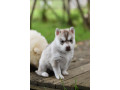 chiot-husky-siberien-lignee-royal-canin-small-0