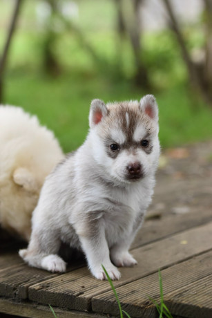 chiot-husky-siberien-lignee-royal-canin-big-0