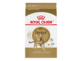 chaton-royal-canin-bengal-small-0