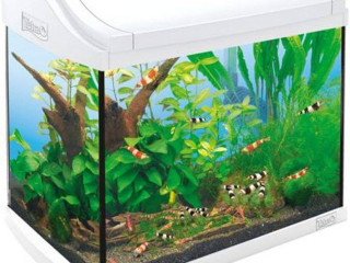 bocal-daquarium-eheim-et-accessoires-tetra