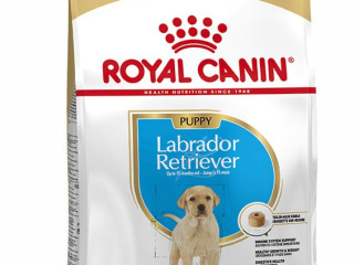 chiot-royal-canin-croquettes-junior-labrador