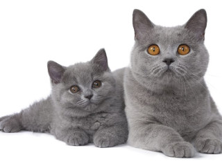 chaton-royal-canin-british-shorthair-bleu