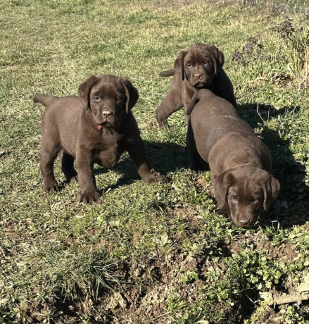 chiot-labrador-retriever-lof-origine-elevage-big-0