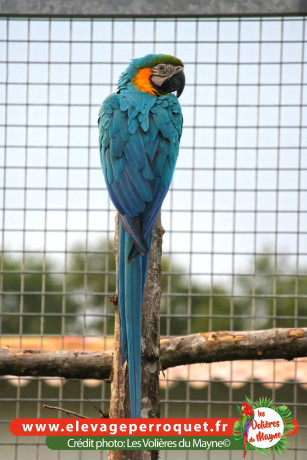 perroquet-ara-arauna-elevage-voliere-des-cevennes-big-0