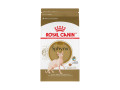 chaton-sphynx-pure-race-elevage-royal-canin-certified-small-0