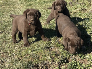 chiot-labrador-retriever-lof-origine-elevage