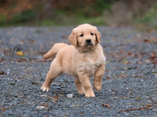 chiot-golden-retriever-lof-elevage-de-la-vallee-doree