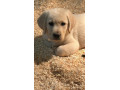 chiot-labrador-retriever-lof-2-mois-small-0