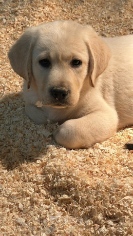 chiot-labrador-retriever-lof-2-mois-big-0