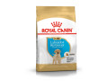 chiots-labrador-royal-canin-offerts-small-0