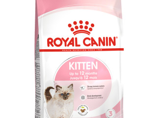 chaton-royal-canin-sphynx-tres-affectueux