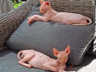chaton-royal-canin-sphynx-bleu