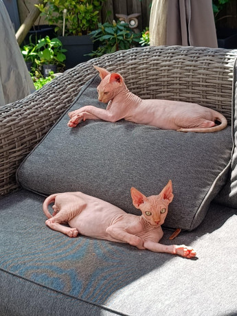 chaton-royal-canin-sphynx-bleu-big-0