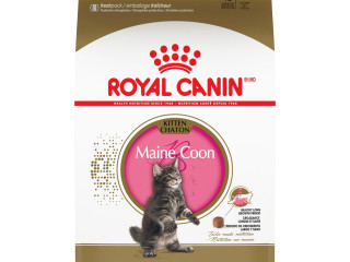 chaton-royal-canin-maine-coon