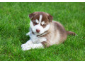 chiot-husky-siberien-lignee-de-champion-small-0