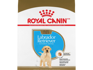royal-canin-chiot-labrador-2-mois