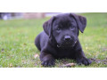 chiot-labrador-retriever-pure-race-lof-small-0