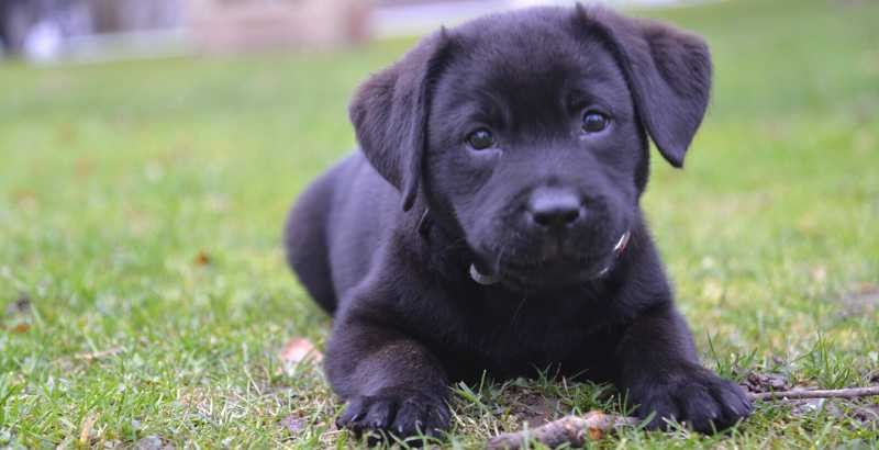chiot-labrador-retriever-pure-race-lof-big-0