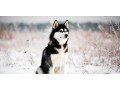 chiot-husky-siberien-pure-race-small-0