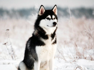 chiot-husky-siberien-pure-race