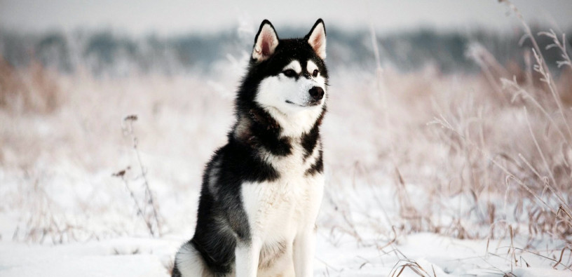 chiot-husky-siberien-pure-race-big-0