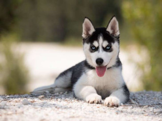 chiot-husky-siberien-lof-vaccine