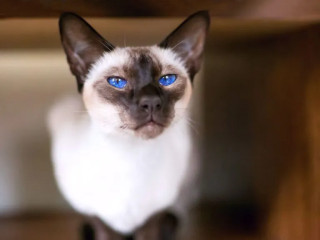 chaton-royal-canin-siamois-bleu-point