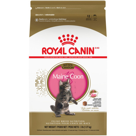 chaton-royal-canin-maine-coon-big-0