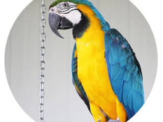 perroquet-ara-arauna-elevage-voliere