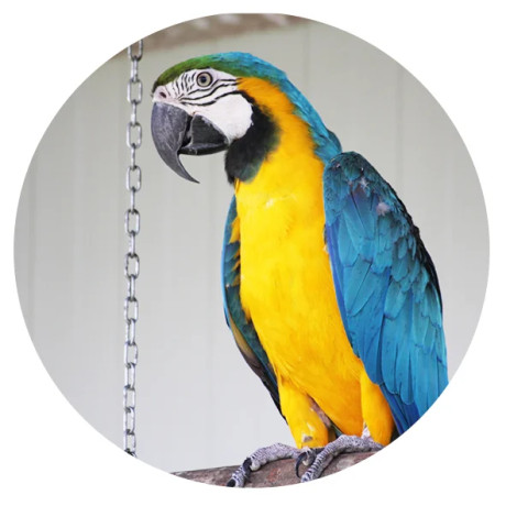 perroquet-ara-arauna-elevage-voliere-big-0