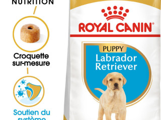 chiot-labrador-royal-canin-offert