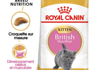 chaton-royal-canin-british-shorthair-bleu
