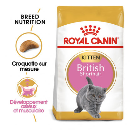 chaton-royal-canin-british-shorthair-bleu-big-0