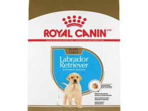 chiot-labrador-retriever-lof-elevage-royal-canin-partner