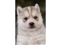 chiots-husky-siberien-lignee-royal-canin-small-0