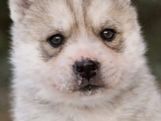 chiots-husky-siberien-lignee-royal-canin