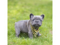 chiot-french-bulldog-lof-small-0