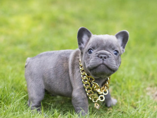 chiot-french-bulldog-lof