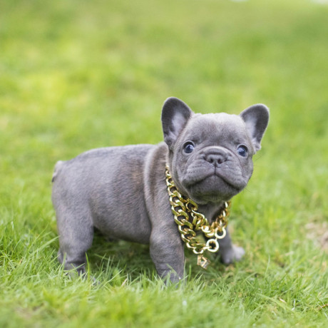 chiot-french-bulldog-lof-big-0