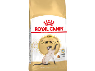 chaton-royal-canin-siamois