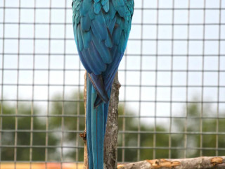 perroquet-ara-arauna-elevage-voliere