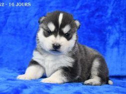 chiot-husky-siberien-lof-pedigree-royal-canin