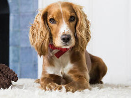 garde-danimaux-a-domicile-soins-certifies-purina