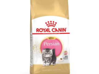 chaton-royal-canin-siamois-et-persans