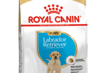 chiot-labrador-royal-canin-elevage-certifie