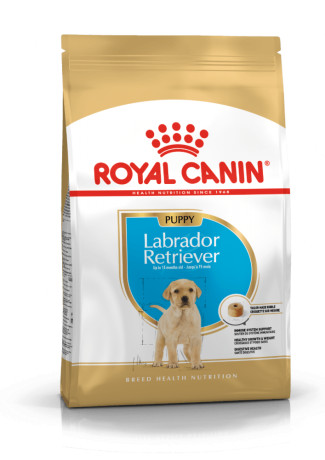 chiot-labrador-royal-canin-elevage-certifie-big-0