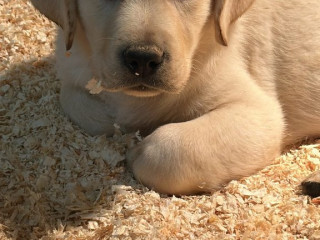 chiot-labrador-retriever-lof-2-mois