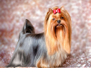 chiot-yorkshire-terrier-pure-race-avec-pedigree